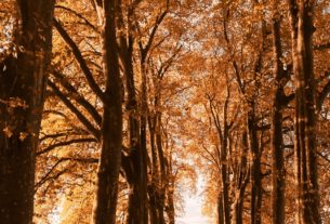 a path with trees on either side