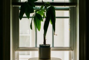 A houseplant sits by a window.