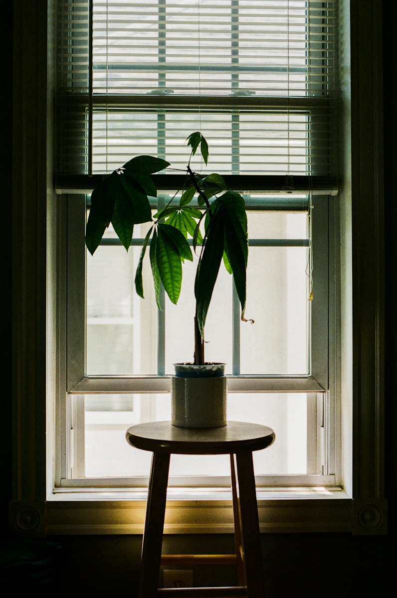 A houseplant sits by a window.